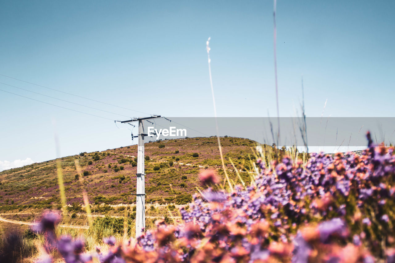Electric pole in the middle of the field with purple flowers