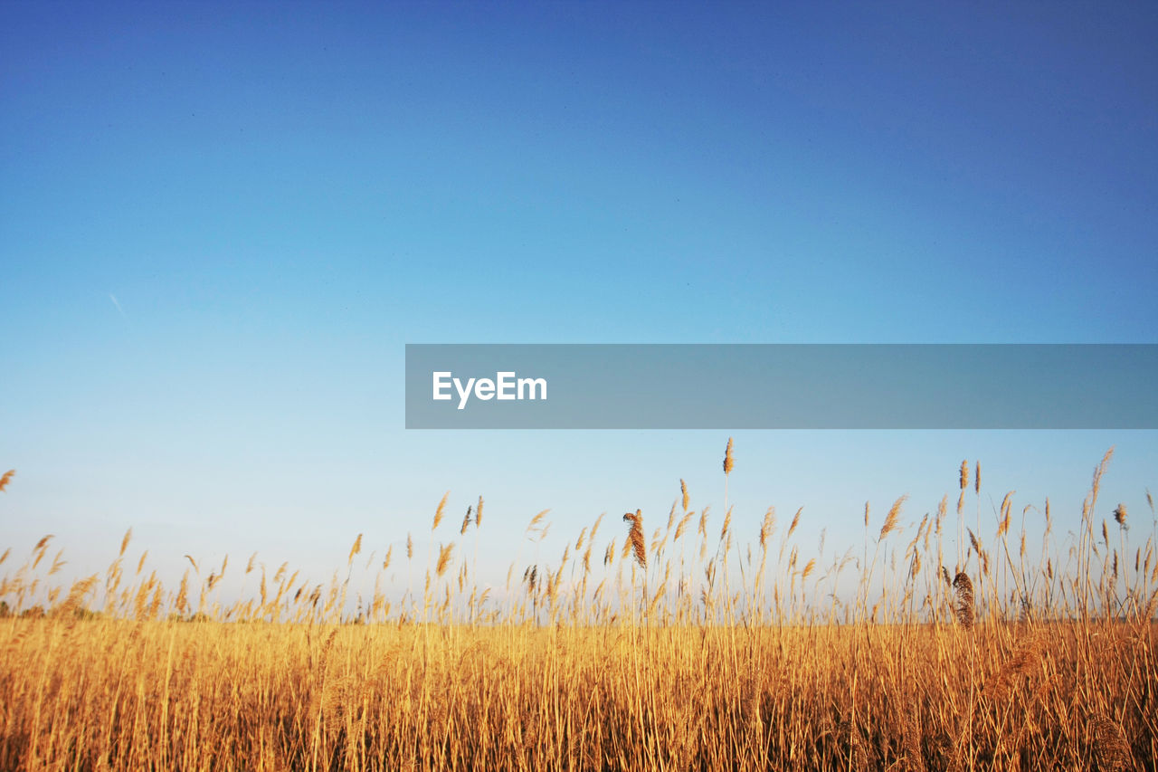 Scenic view of field against clear blue sky