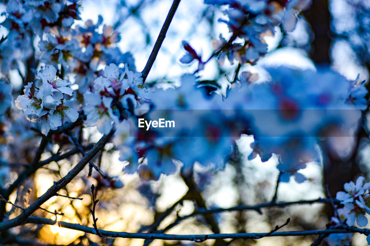 LOW ANGLE VIEW OF APPLE BLOSSOMS IN SPRING AGAINST SKY