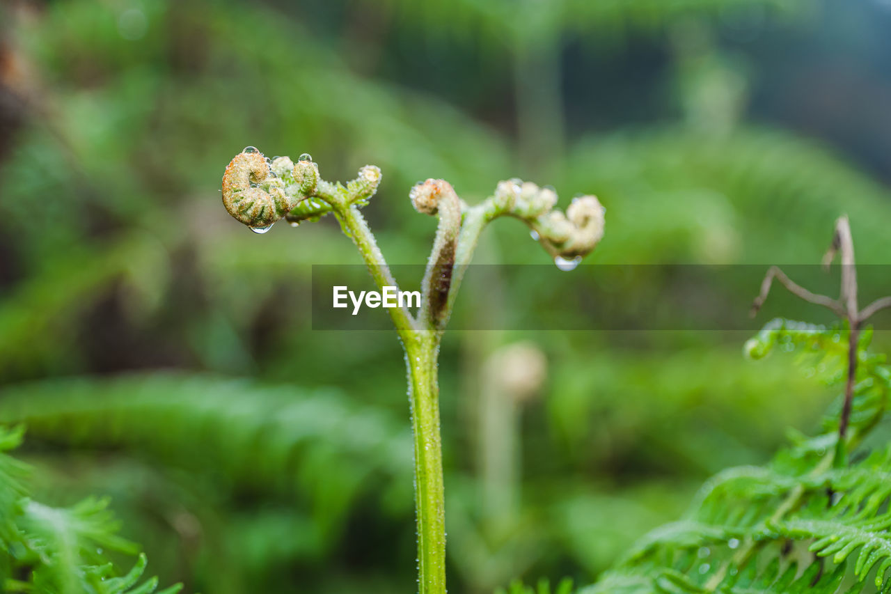 plant, growth, green, nature, beauty in nature, close-up, flower, freshness, no people, focus on foreground, vegetable, flowering plant, day, food, macro photography, fragility, outdoors, selective focus, land, plant part, food and drink, leaf, wildflower, environment, fiddlehead fern, plant stem, botany, grass, forest, beginnings, tranquility