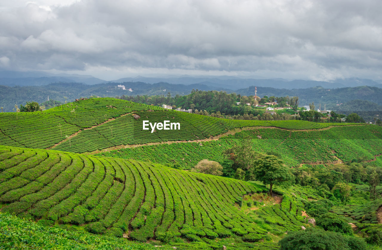 Tea gardens in the foothills of western ghat 