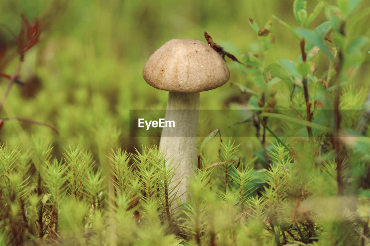 Boletus mushroom grows in the taiga forest 