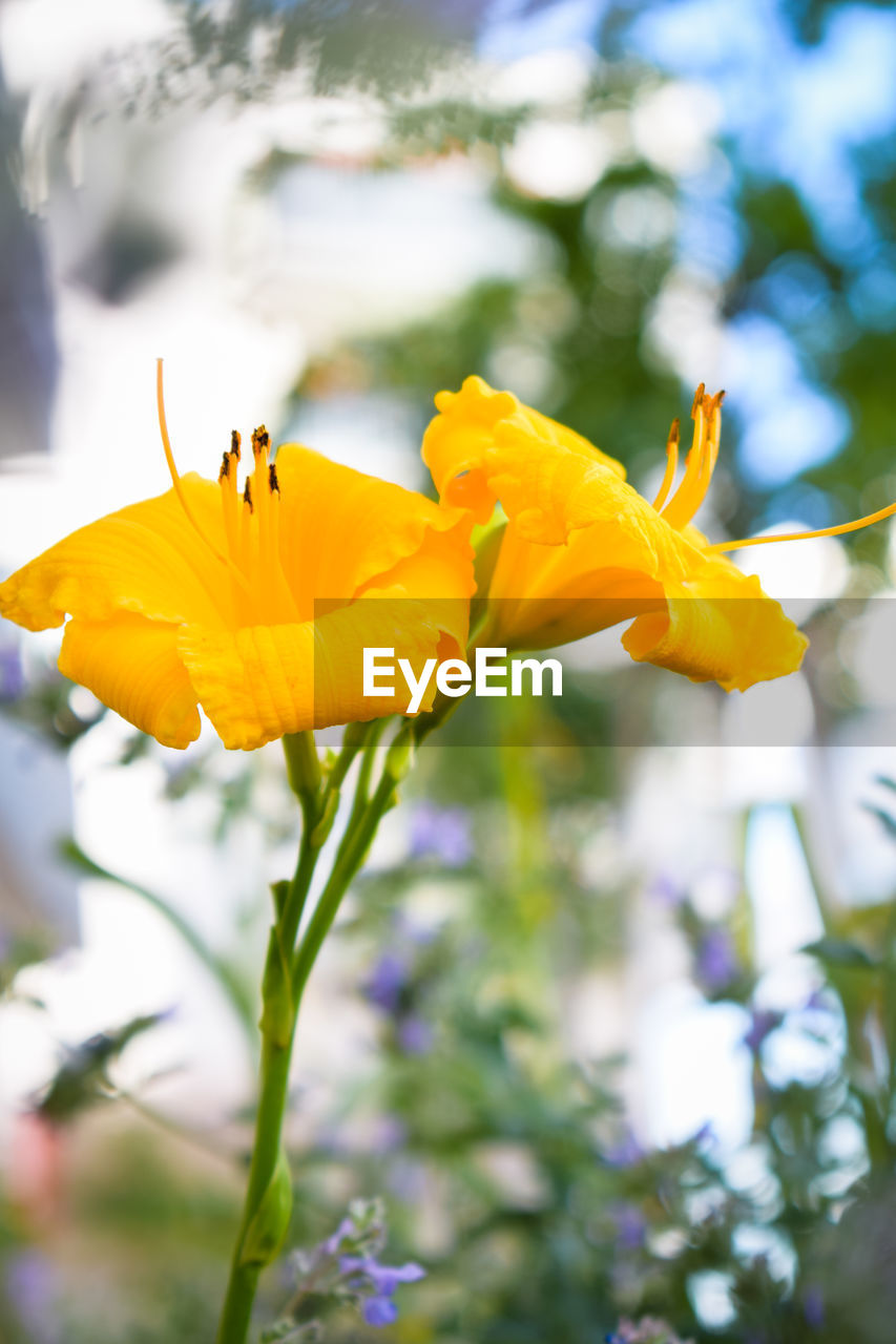 CLOSE-UP OF YELLOW FLOWER BLOOMING IN PARK