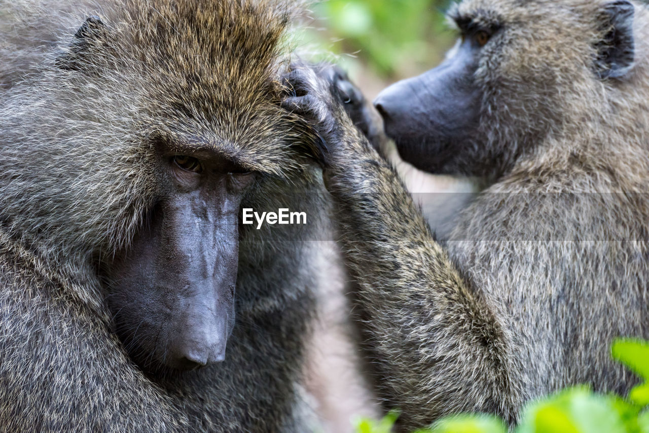 Close-up of female olive baboon grooming mate