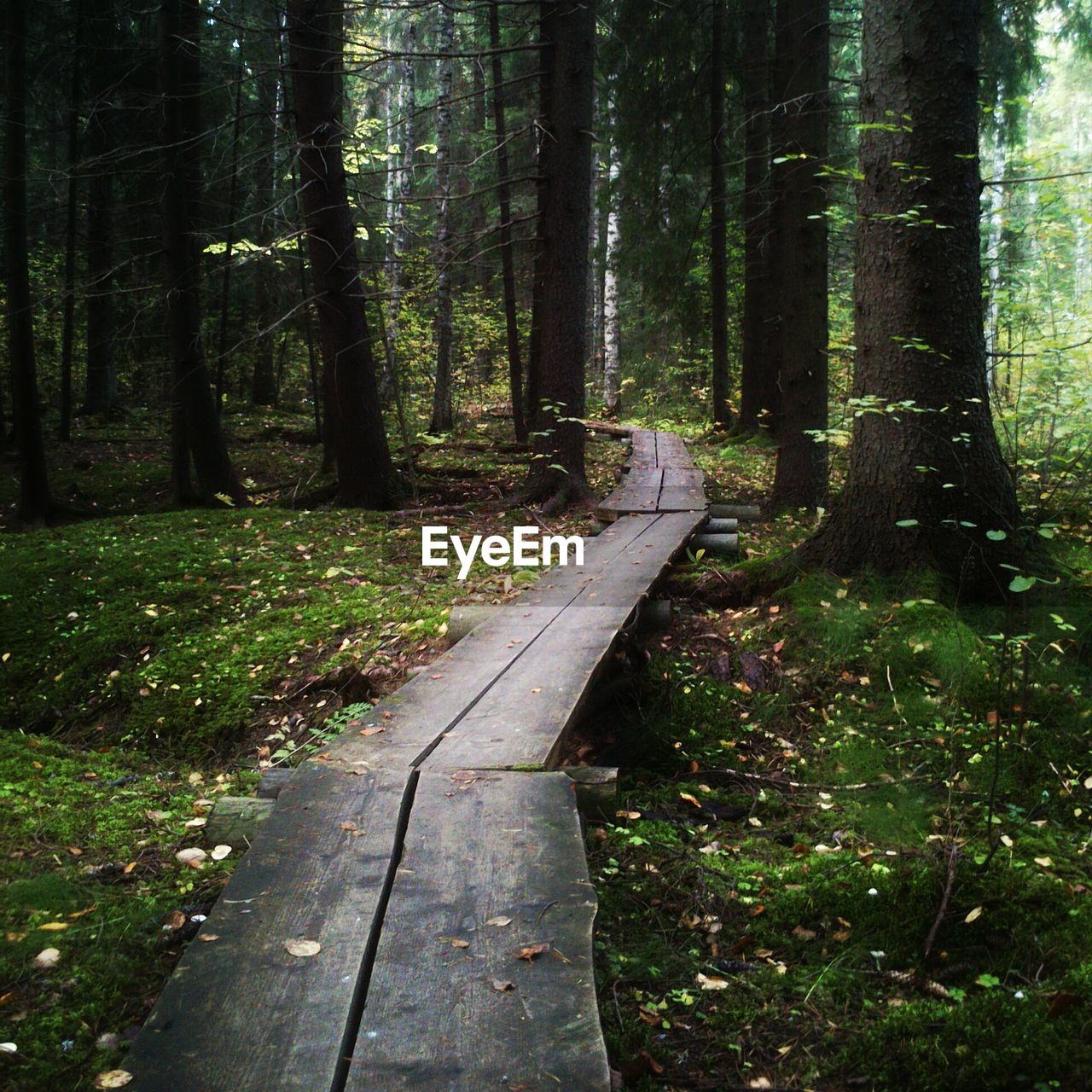 Narrow wooden walkway in forest