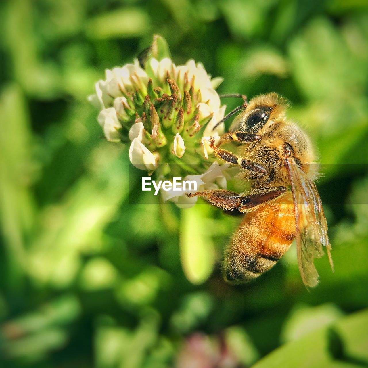 Close-up of bee on flower