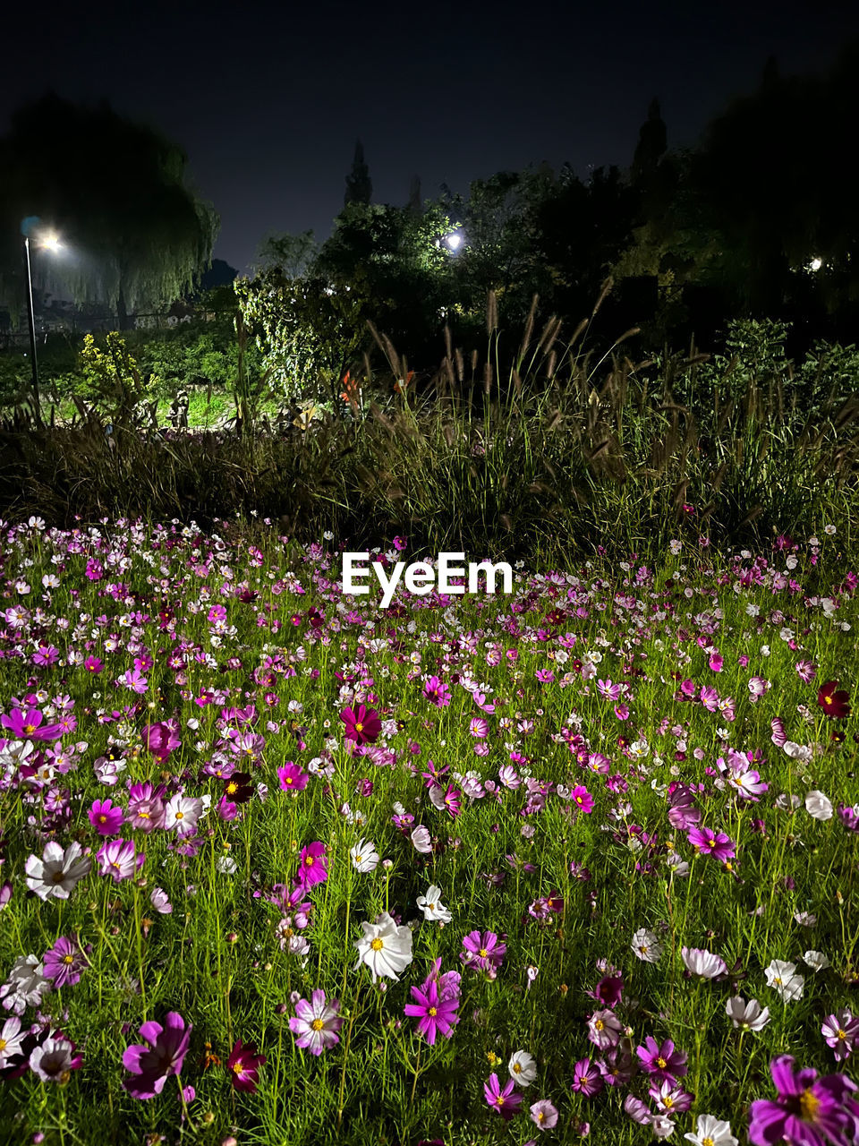 plant, flower, flowering plant, nature, freshness, beauty in nature, night, grass, land, growth, field, no people, sky, meadow, fragility, environment, wildflower, landscape, outdoors, lawn, tranquility, tree, illuminated, scenics - nature, flowerbed