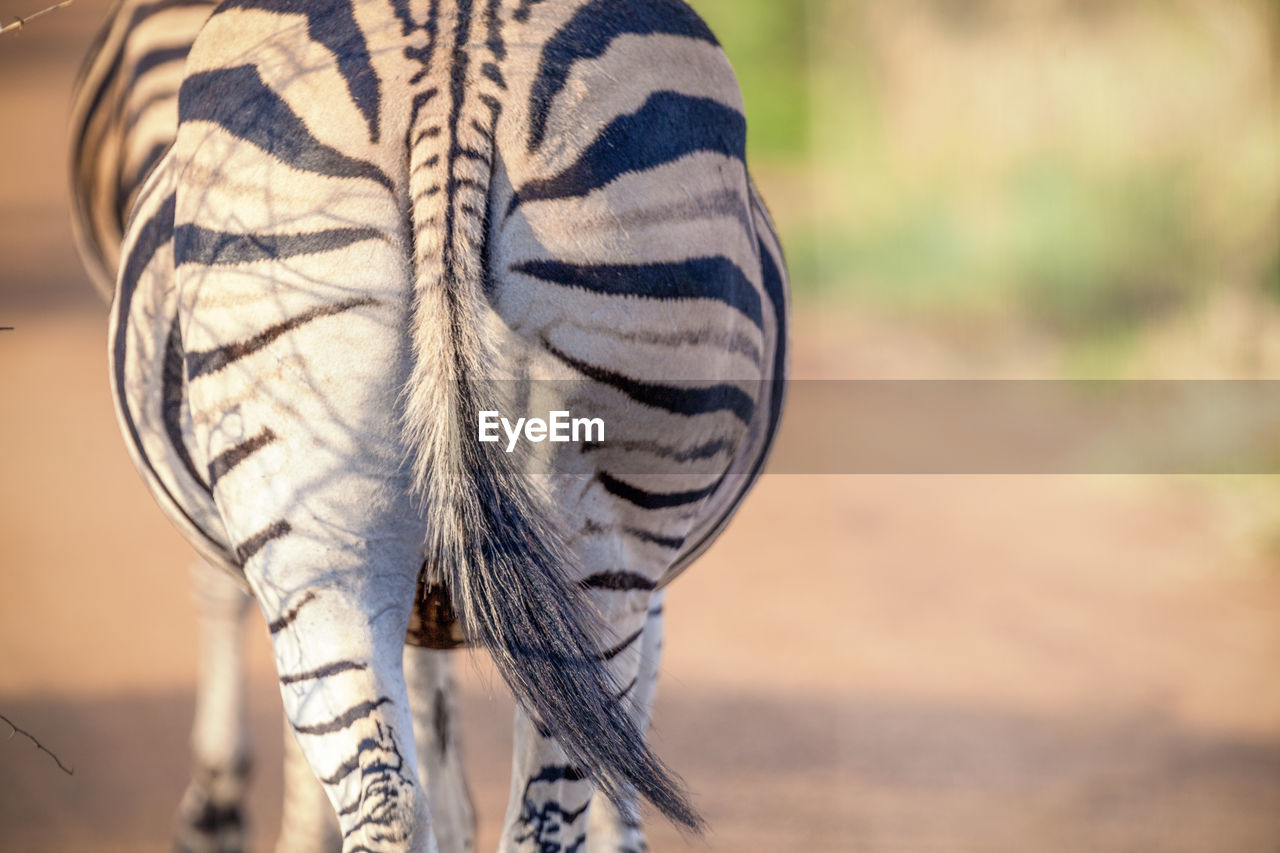 Close up view of zebra in african savannah, madikwe game reserve, south africa