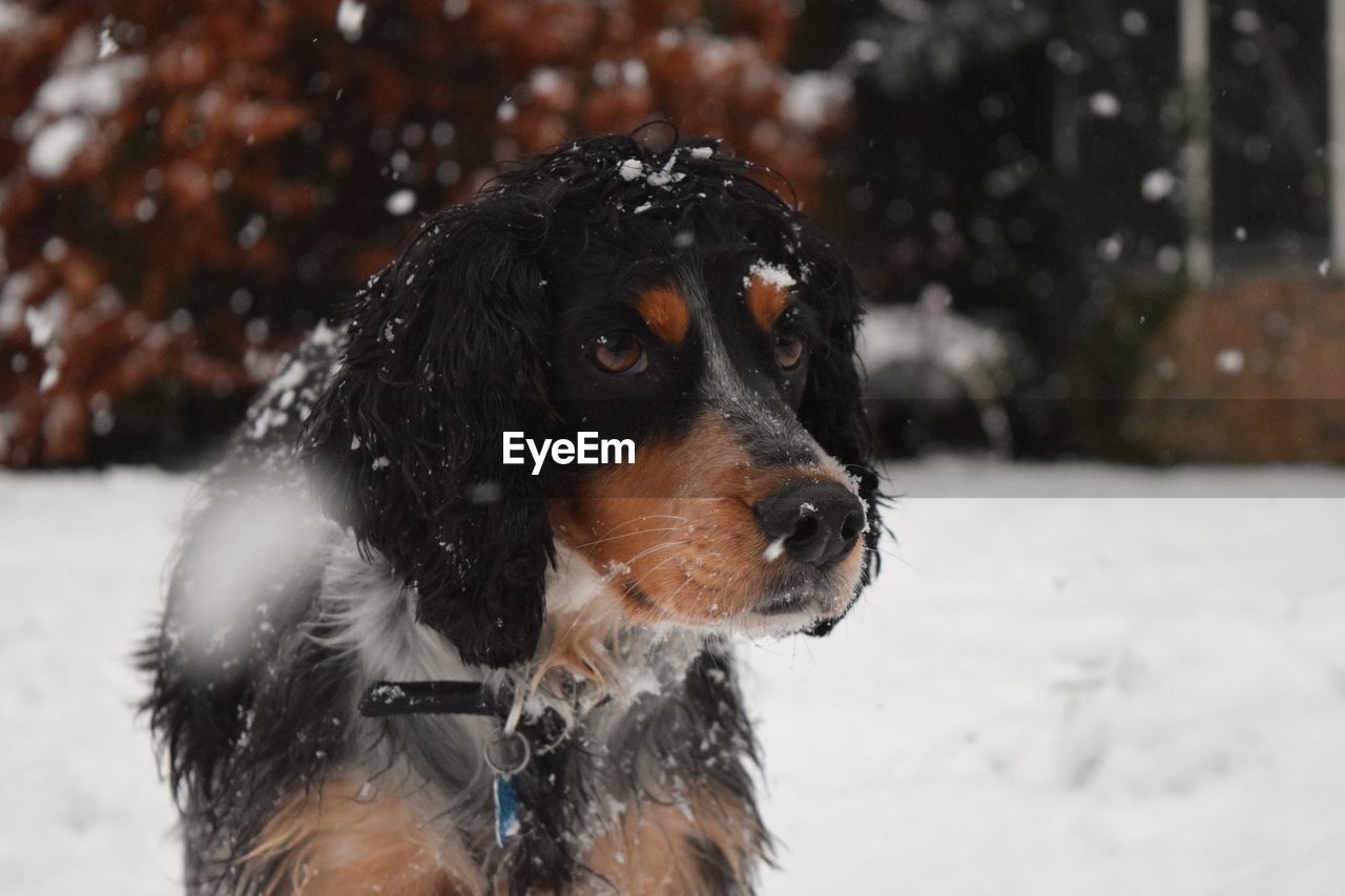 Close-up of dog on snow field