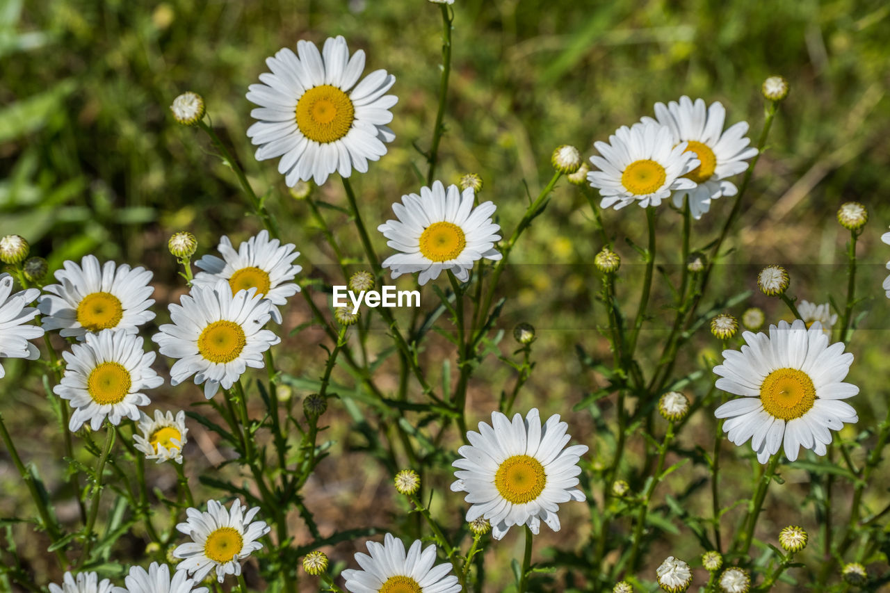 flower, flowering plant, plant, freshness, beauty in nature, daisy, fragility, flower head, growth, nature, petal, meadow, inflorescence, field, close-up, herb, white, no people, yellow, day, pollen, botany, tanacetum parthenium, outdoors, focus on foreground, land, springtime, wildflower, plain, grass, green, summer, high angle view, sunlight, garden cosmos, blossom