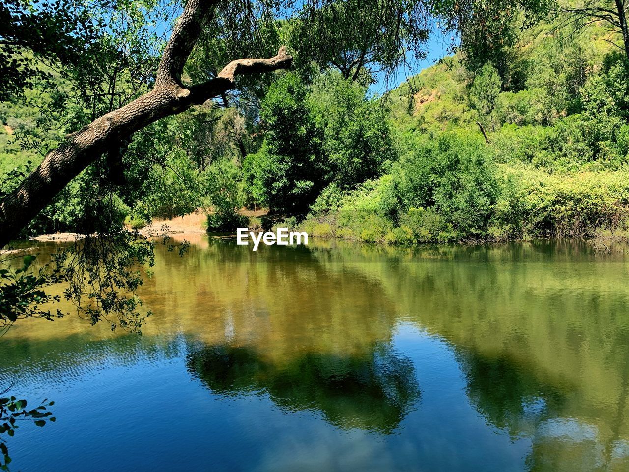 REFLECTION OF TREES ON LAKE IN FOREST