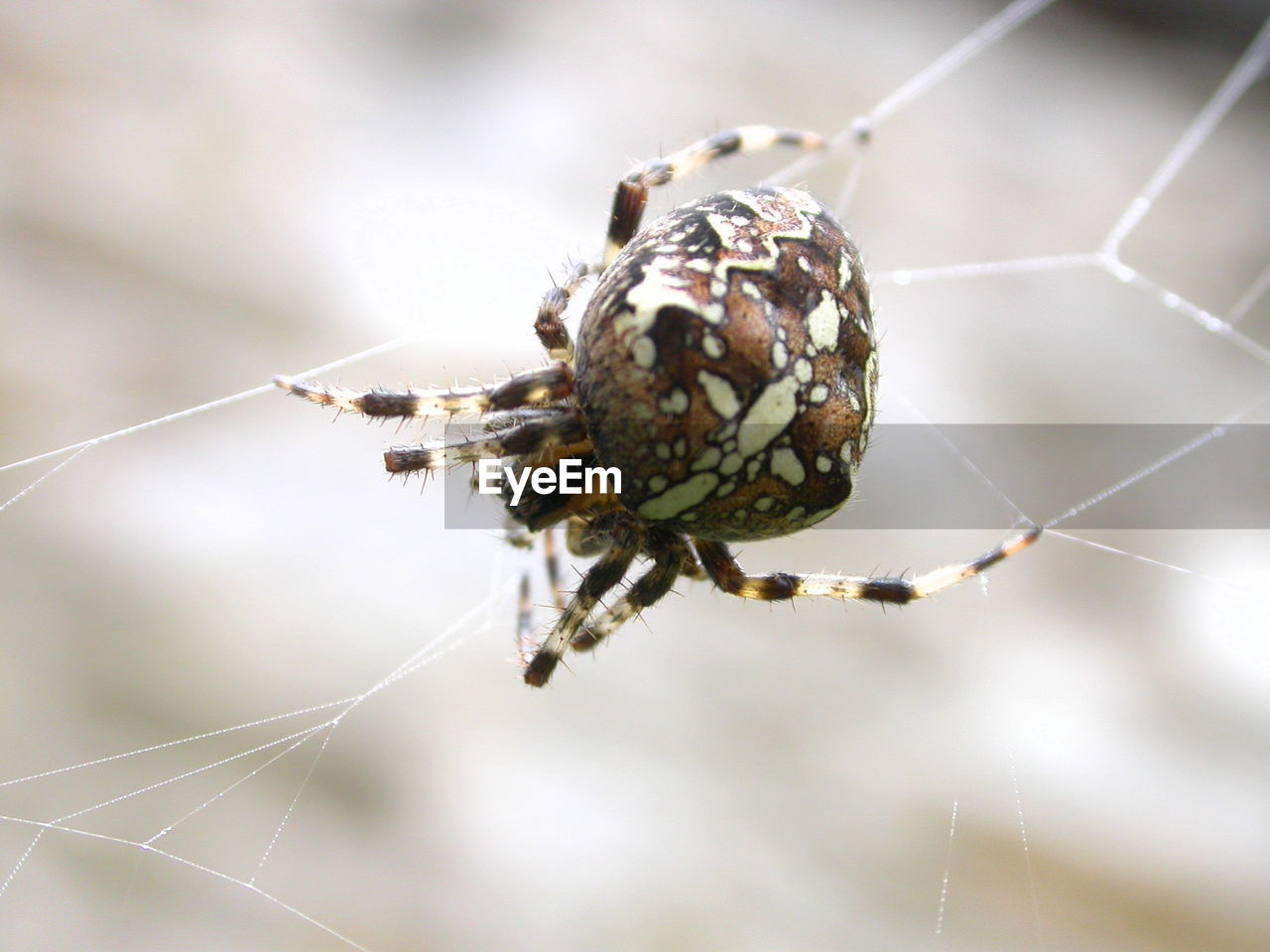 CLOSE-UP OF SPIDER AND WEB