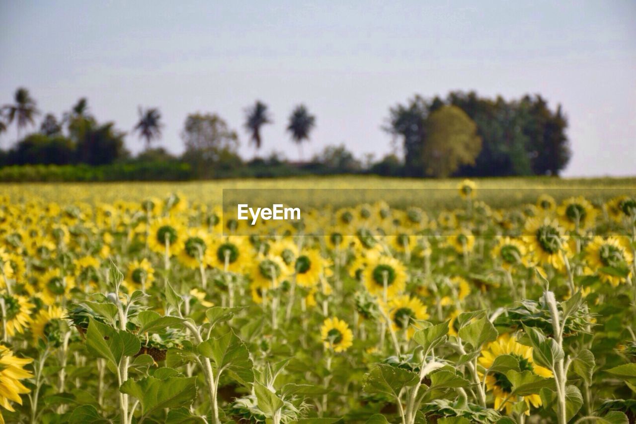 Close-up of oilseed rape field against sky