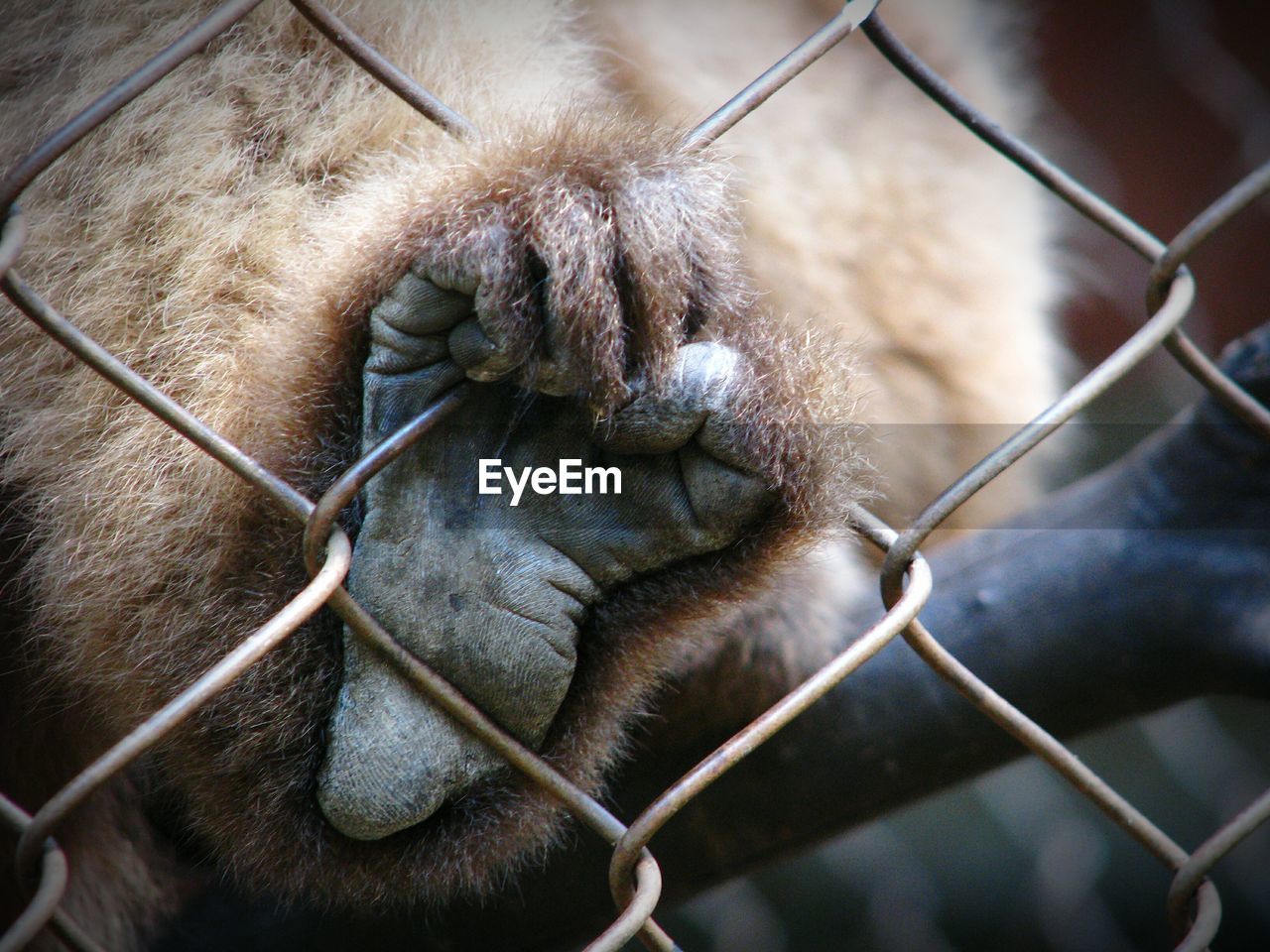 CLOSE-UP OF MONKEY AT CAGE