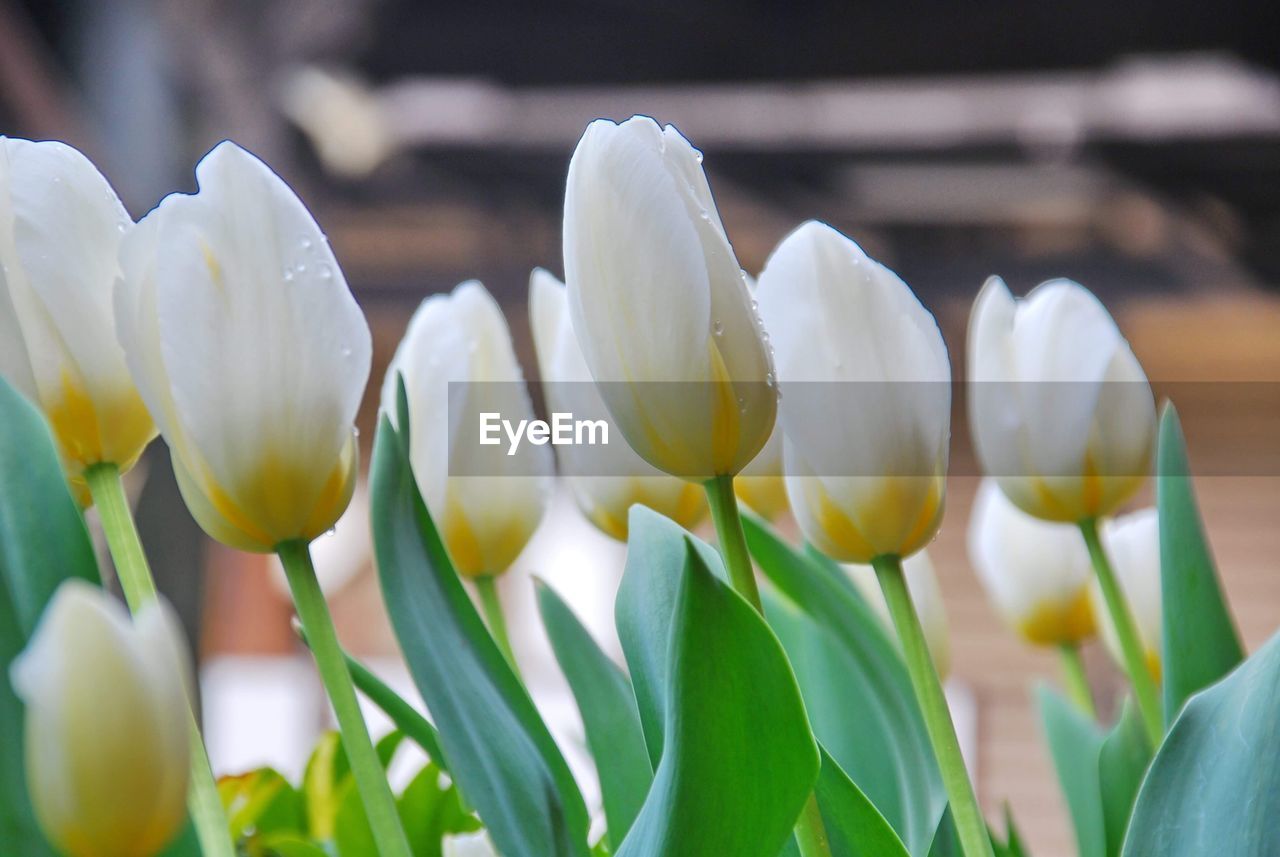 Close-up of white crocus flowers