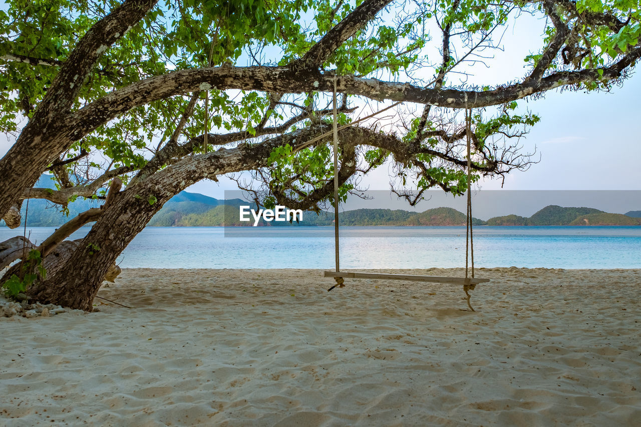 Trees on beach against sky