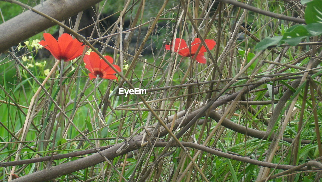 RED POPPY FLOWERS BLOOMING ON FIELD