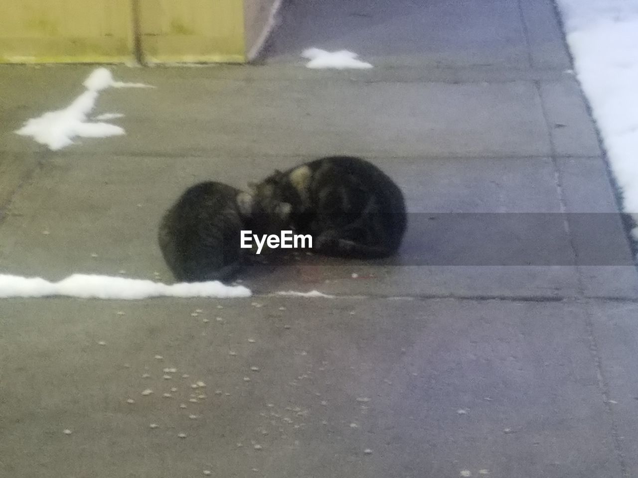 CLOSE-UP OF CAT ON FLOOR