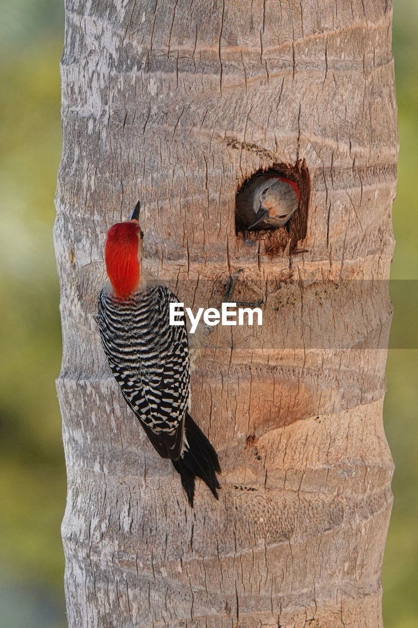 animal, animal themes, bird, animal wildlife, wildlife, tree trunk, one animal, nature, trunk, tree, no people, woodpecker, focus on foreground, outdoors, day, wood, plant, close-up