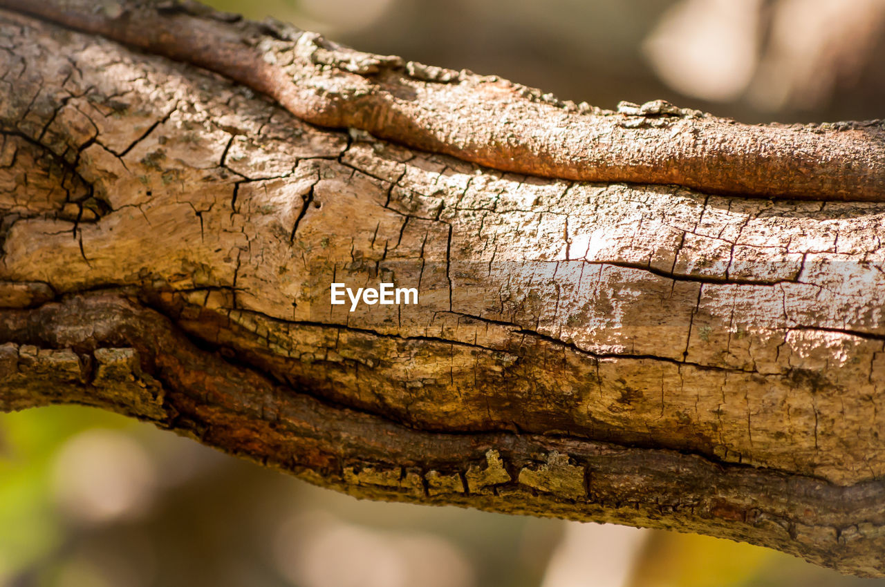 Close-up of tree trunk