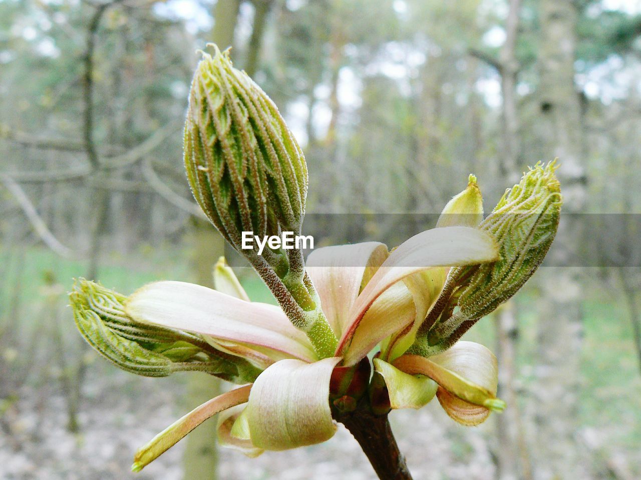 Close-up of white flowers