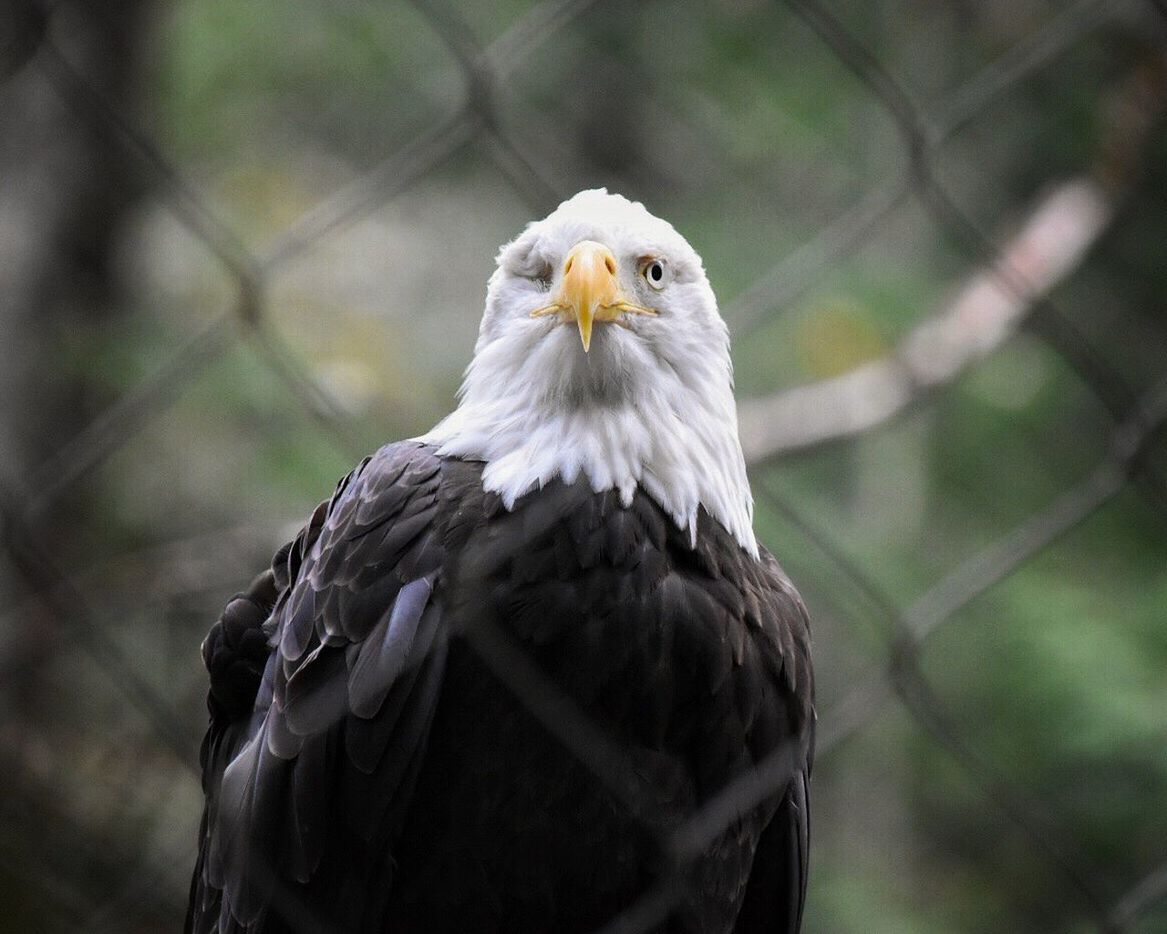 Close-up of bald eagle in cage