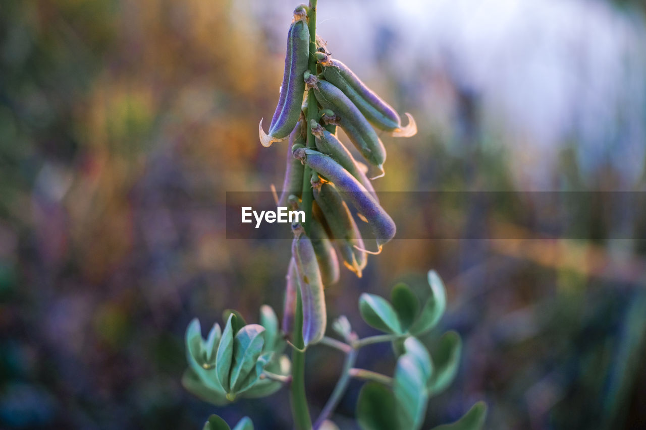 Close-up of flowering plant