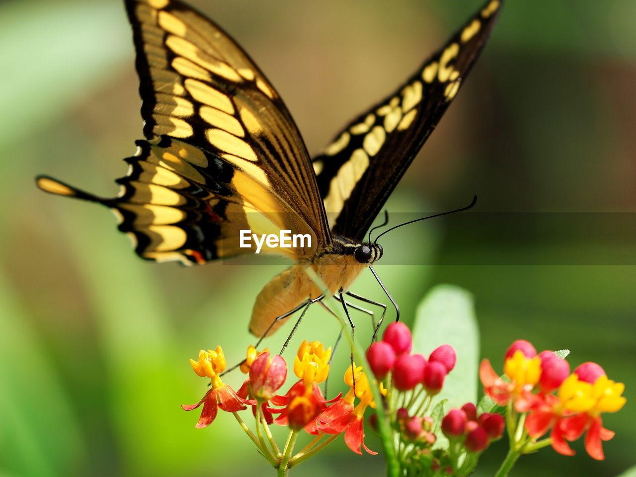 Close-up of butterfly pollinating on yellow flower