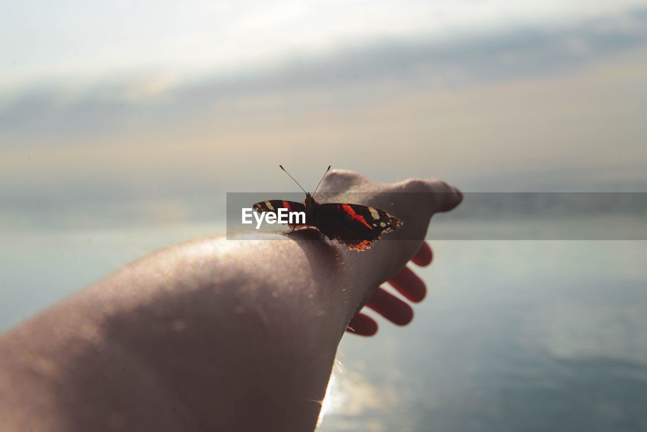 Butterfly perching on human hand