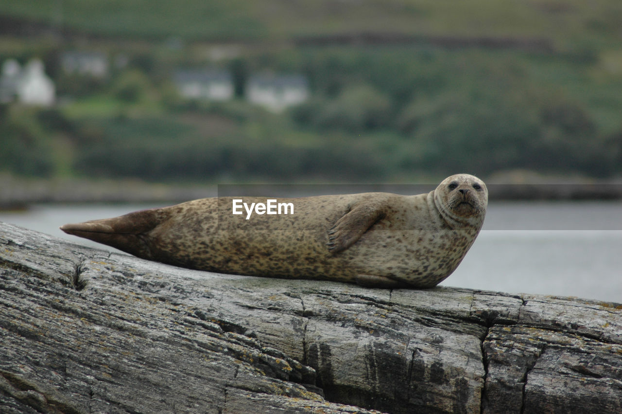 Portrait of seal lying on wood
