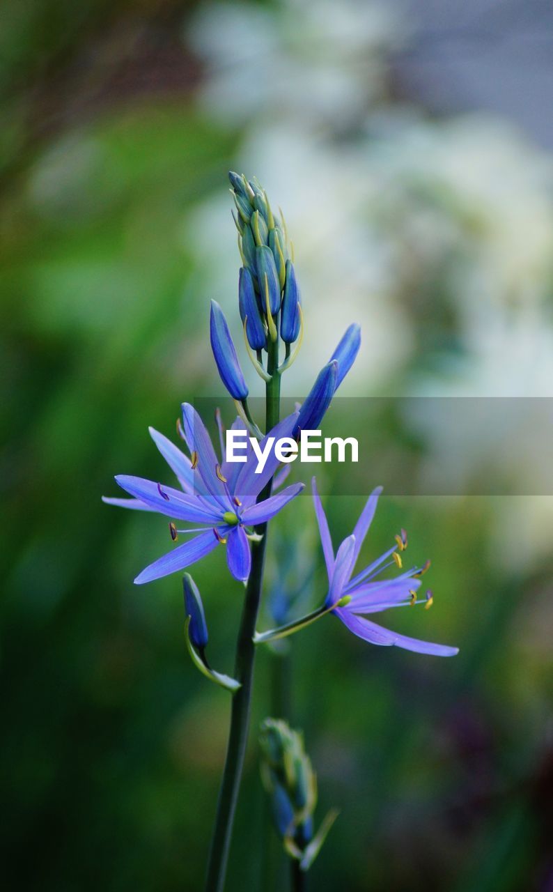 Close-up of purple flowering plant