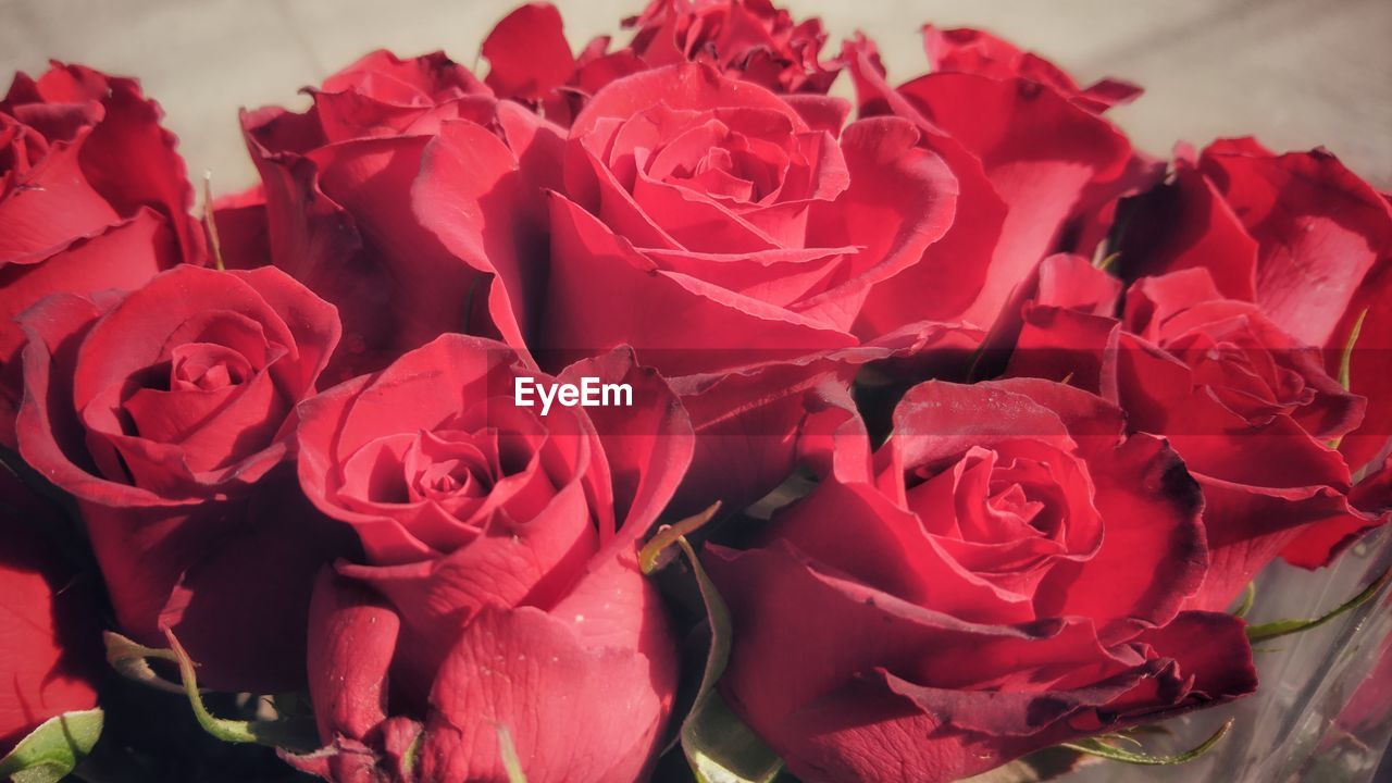 CLOSE-UP OF RED ROSE BOUQUET