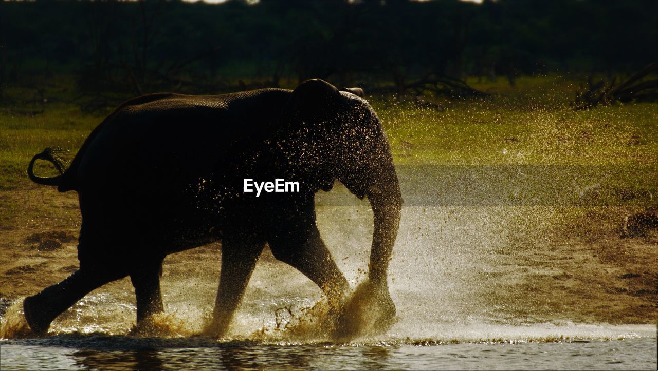 SIDE VIEW OF ELEPHANT OVER WATER