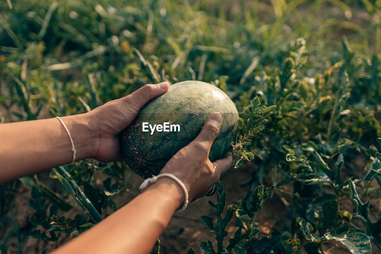 MIDSECTION OF PERSON HOLDING APPLE GROWING IN FIELD