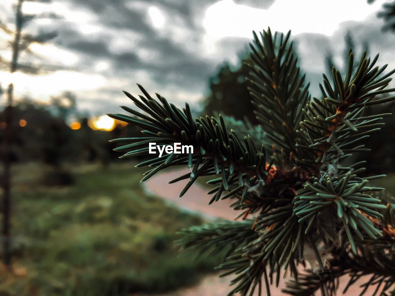 Close-up of pine tree against sky