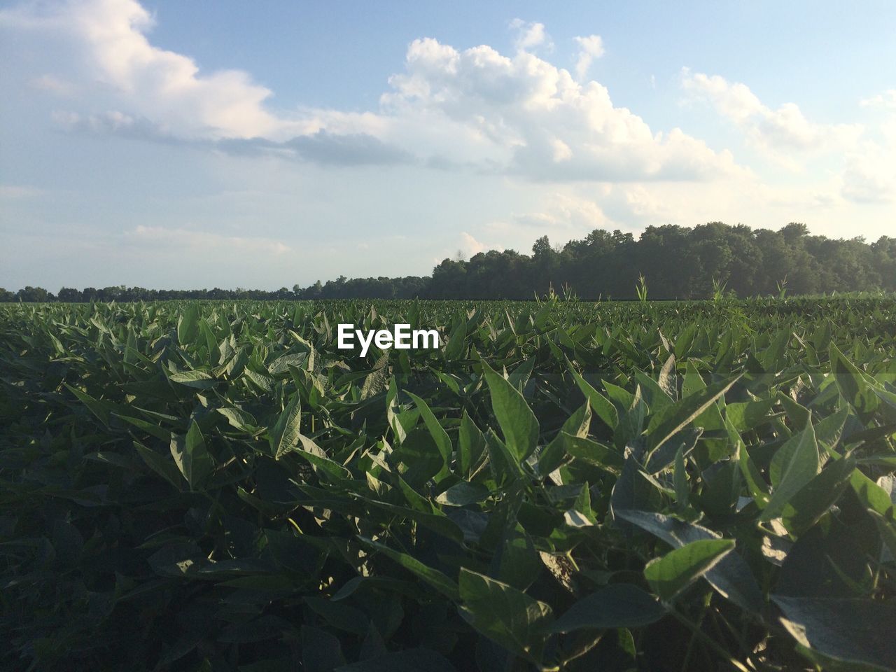 Scenic view of field against cloudy sky