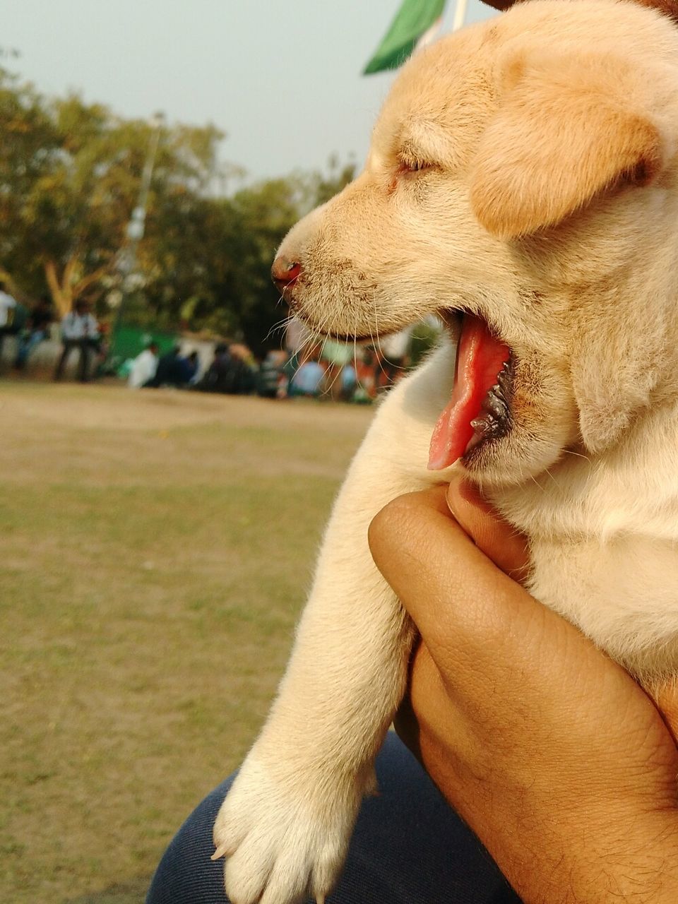 Cropped hand holding puppy