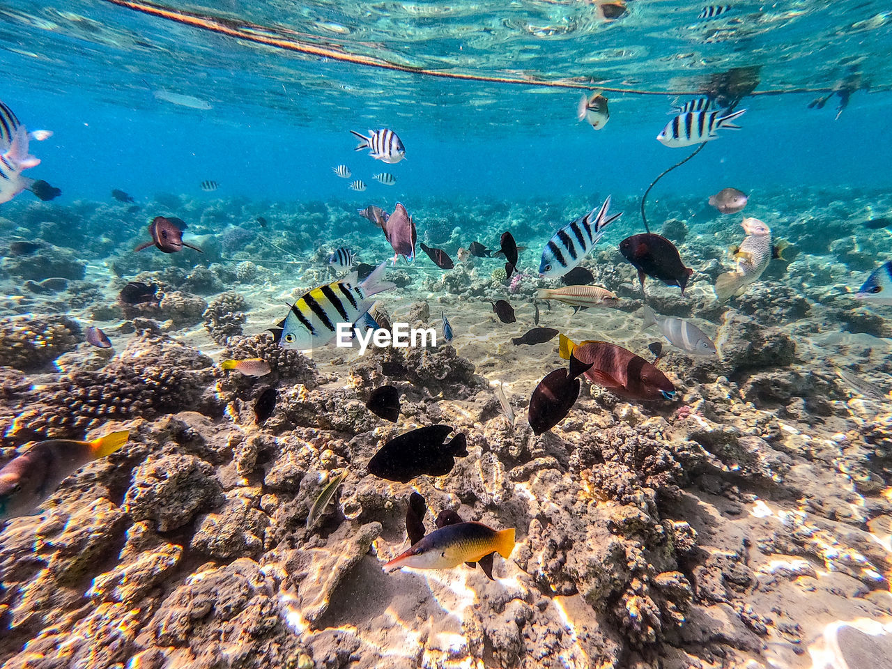 sea, water, underwater, undersea, animal, wildlife, sea life, animal themes, animal wildlife, coral reef, fish, marine, reef, swimming, group of animals, nature, coral, large group of animals, marine biology, aquarium, coral reef fish, sports, water sports, beauty in nature, natural environment, ocean, tropical fish, scuba diving, adventure, sunlight, school of fish, outdoors, tropical climate