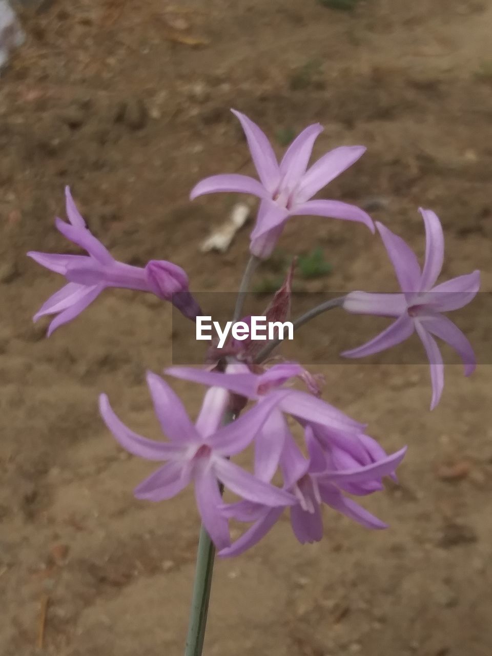 CLOSE-UP OF PURPLE CROCUS FLOWERS ON LAND