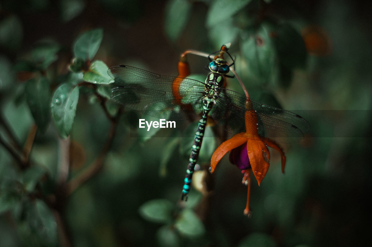 CLOSE-UP OF INSECT