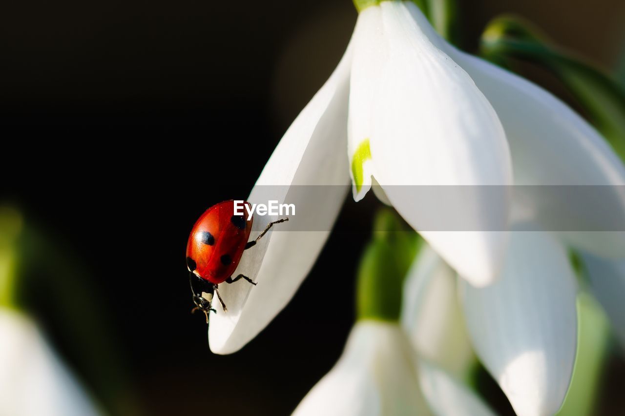 Close-up of ladybug