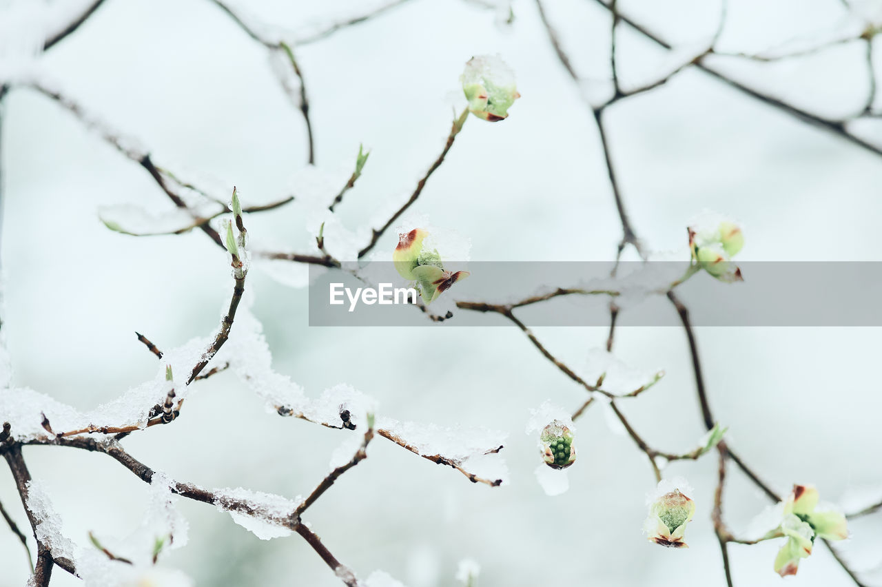 Low angle view of cherry blossoms in snow