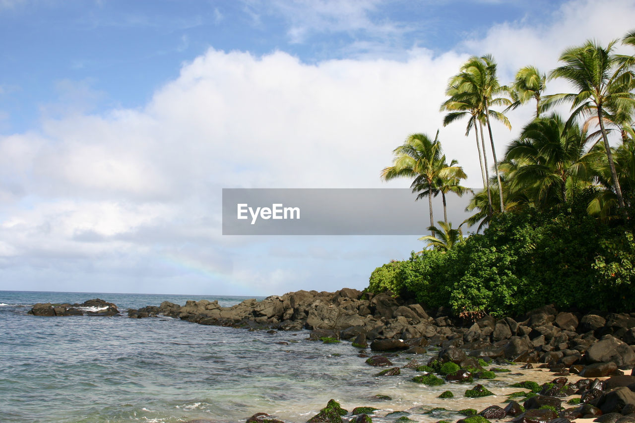 Palm trees on rocky beach against cloudy sky