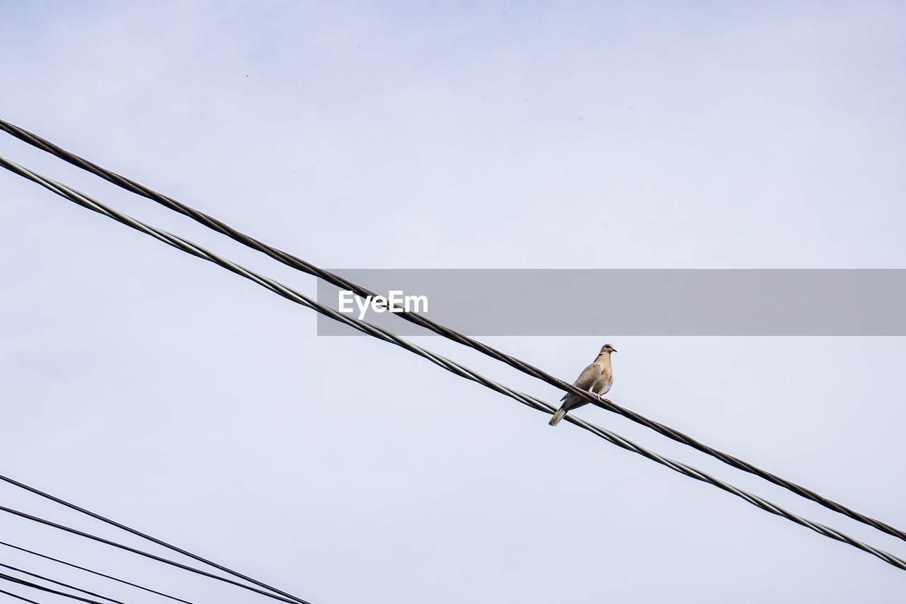 Low angle view of bird perching on cable against clear sky