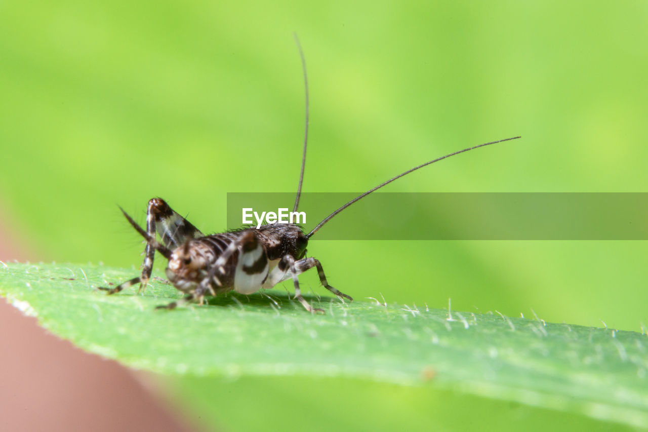 CLOSE-UP OF GRASSHOPPER