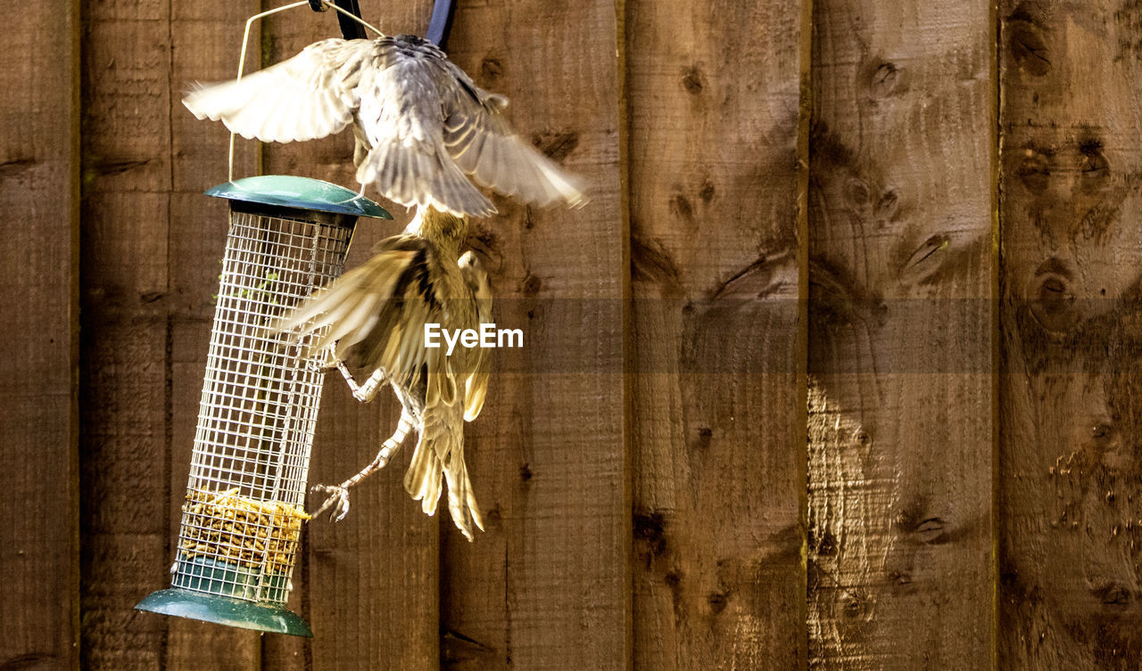 DIRECTLY ABOVE SHOT OF ANIMAL HANGING ON WOODEN WALL