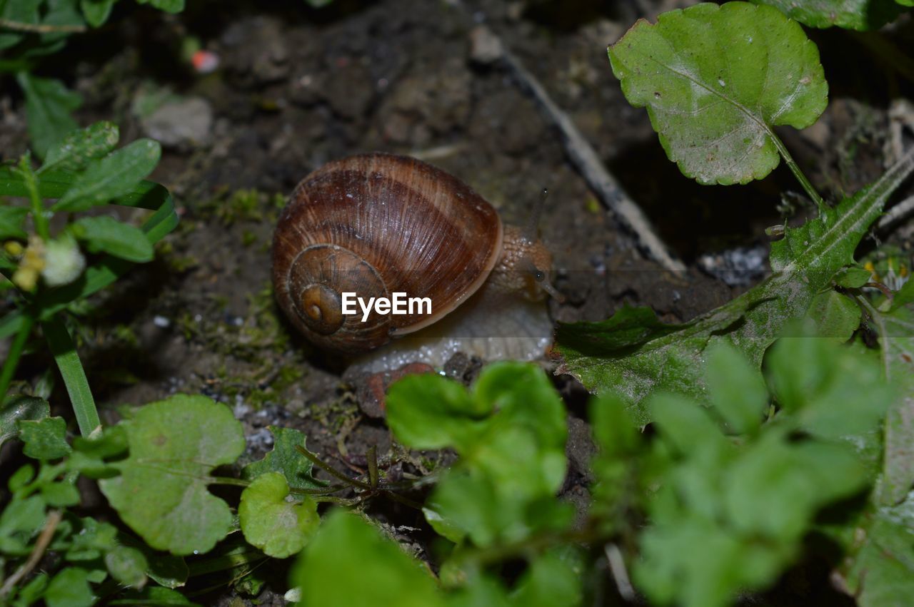 Close-up of snail on plant