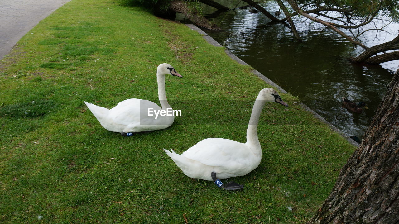 BIRDS ON GRASS