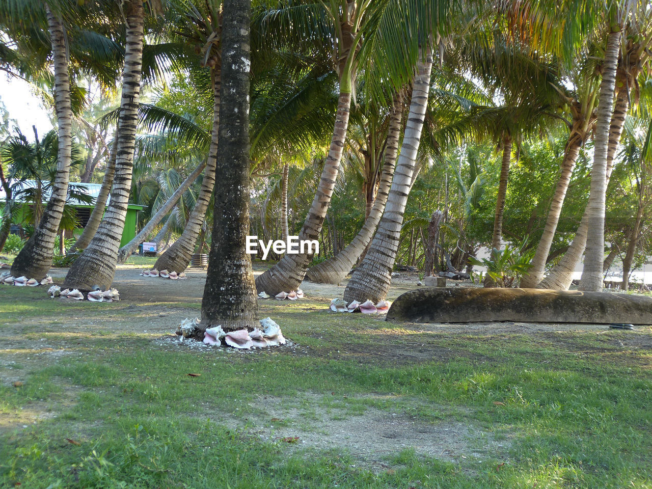 Trees by beach