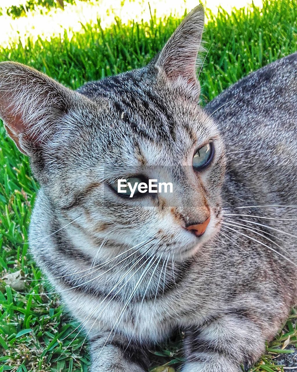 Close-up portrait of cat on field